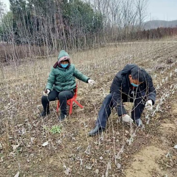 梨树苗，梨树半成品苗产地批发