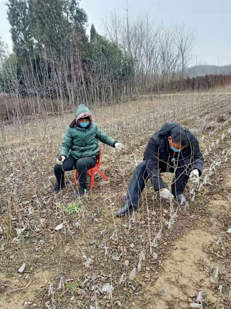 梨树苗，梨树半成品苗产地批发