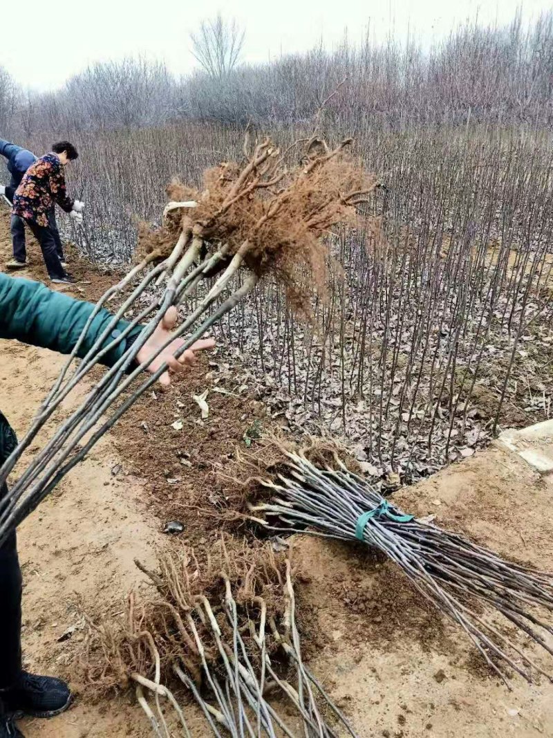 梨树苗，梨树半成品苗产地批发