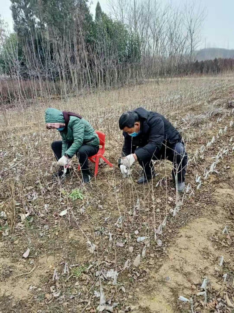 梨树苗，梨树半成品苗产地批发