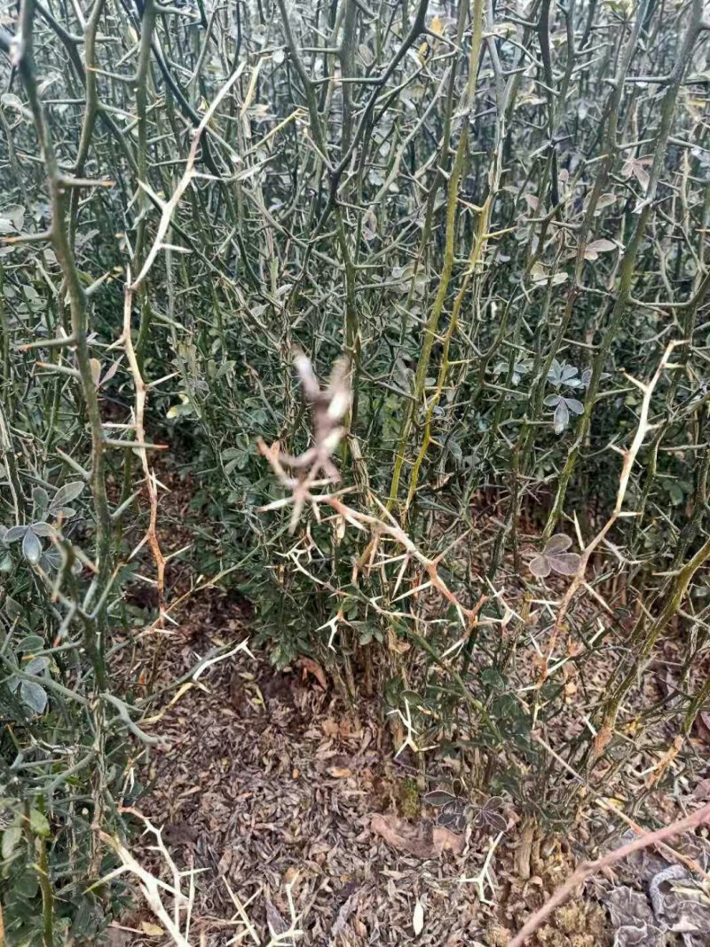 封帐专用苗秋秋苗基地直销