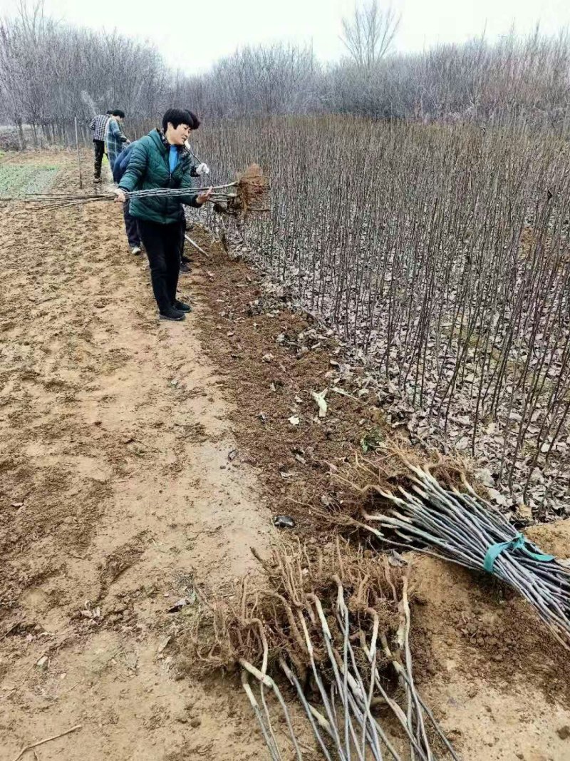 秋月梨，秋月梨树苗基地直销