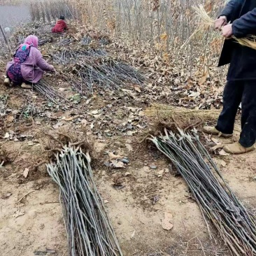 秋月梨，秋月梨树苗基地直销