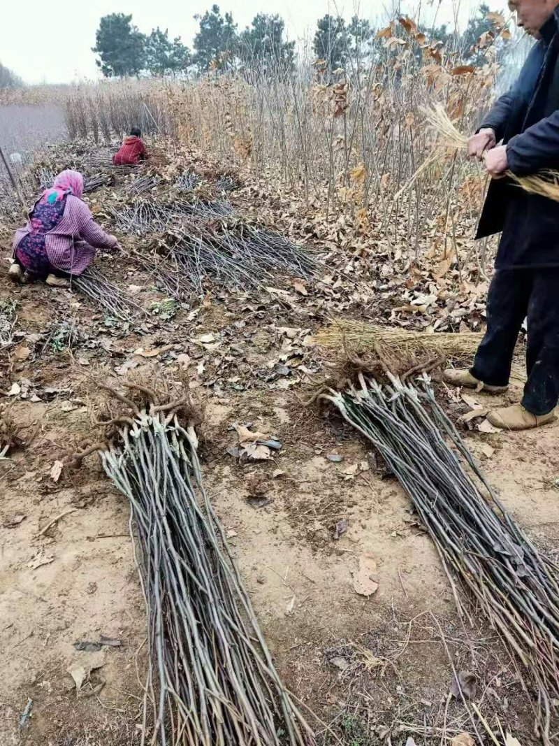 秋月梨，秋月梨树苗基地直销