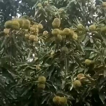 大红袍板栗苗