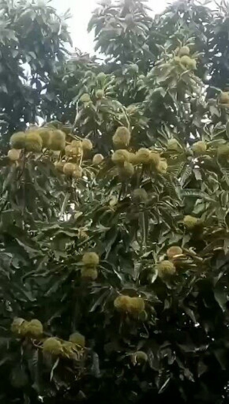 大红袍板栗苗
