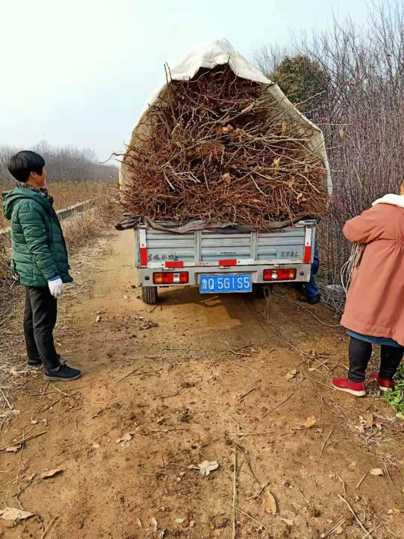 大红袍板栗苗
