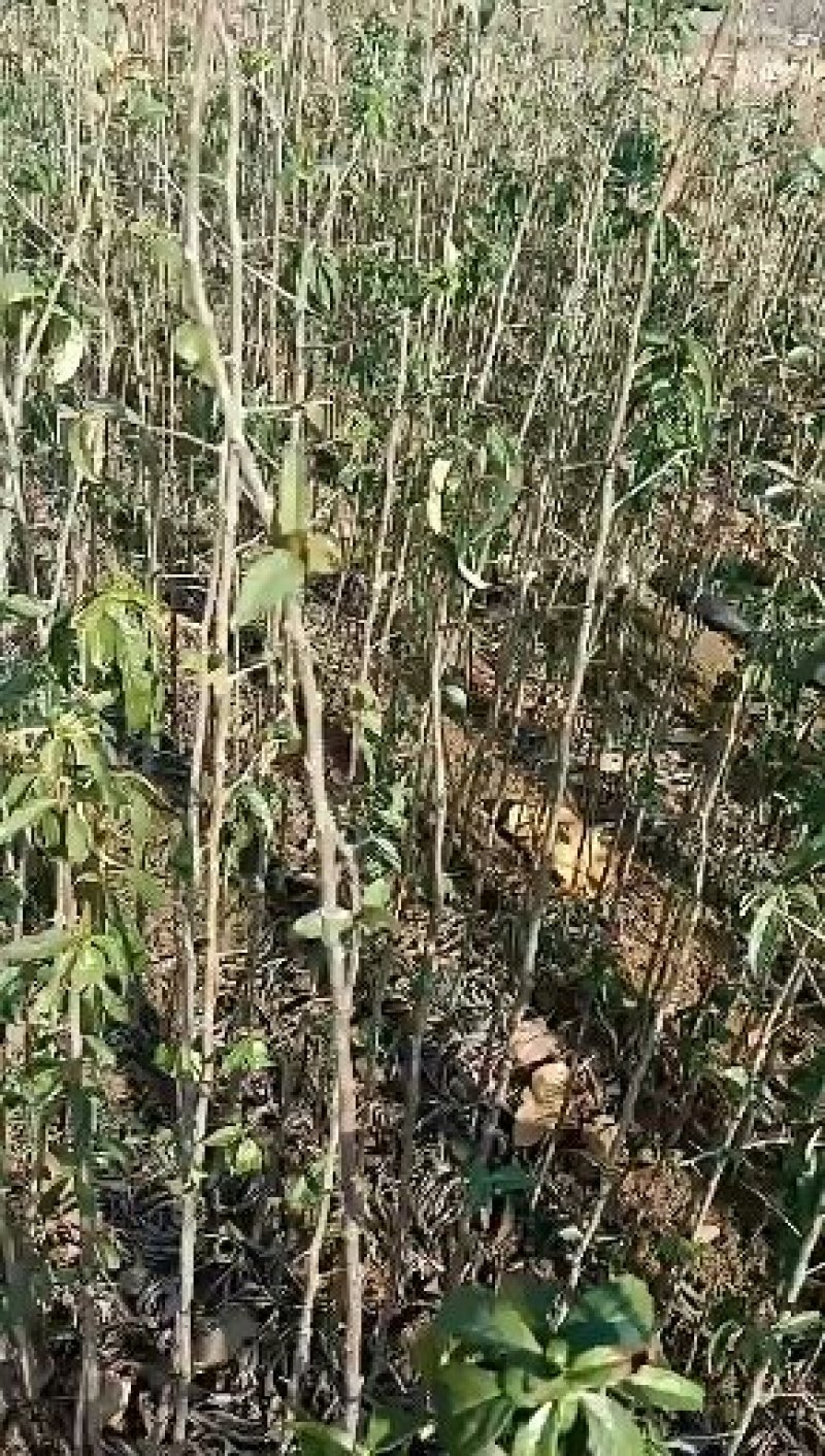 皱皮木瓜树苗，皱皮木瓜小苗