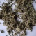 伸筋草沫子成品两种规格供应统批发零售各种草药规格齐全