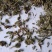 伸筋草沫子成品两种规格供应统批发零售各种草药规格齐全
