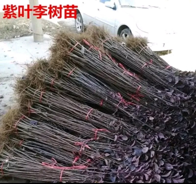 紫叶李红叶李树苗紫叶李苗庭行道两边绿化苗木