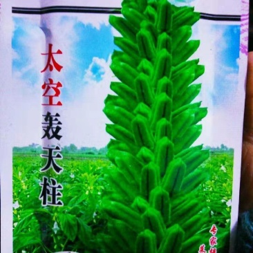 太空轰天柱白芝麻种子