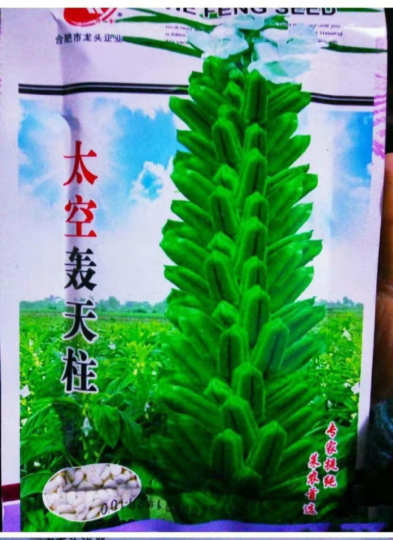 太空轰天柱白芝麻种子