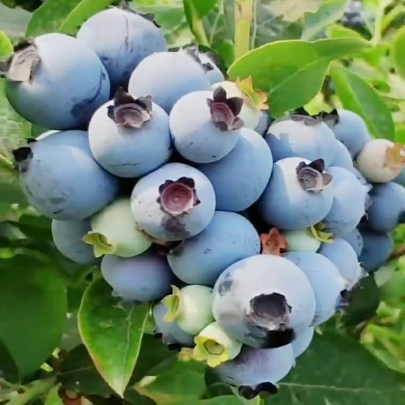 蓝莓苗兔眼薄雾奥尼尔南方北方种植庭院四季盆栽蓝梅苗