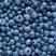 蓝莓苗兔眼薄雾奥尼尔南方北方种植庭院四季盆栽蓝梅苗