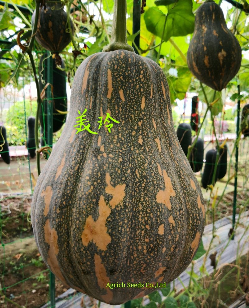 美玲香芋味纺锤体形南瓜果型特别肉质粉面甜产量高