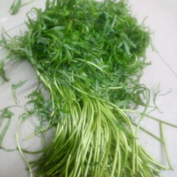 藜篙，芦篙，新鲜蔬菜，娇艳欲滴