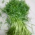 藜篙，芦篙，青芦篙，新鲜蔬菜，清脆可人
