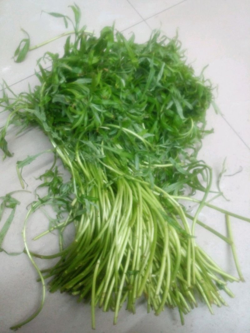 藜篙，芦篙，青芦篙，新鲜蔬菜，清脆可人