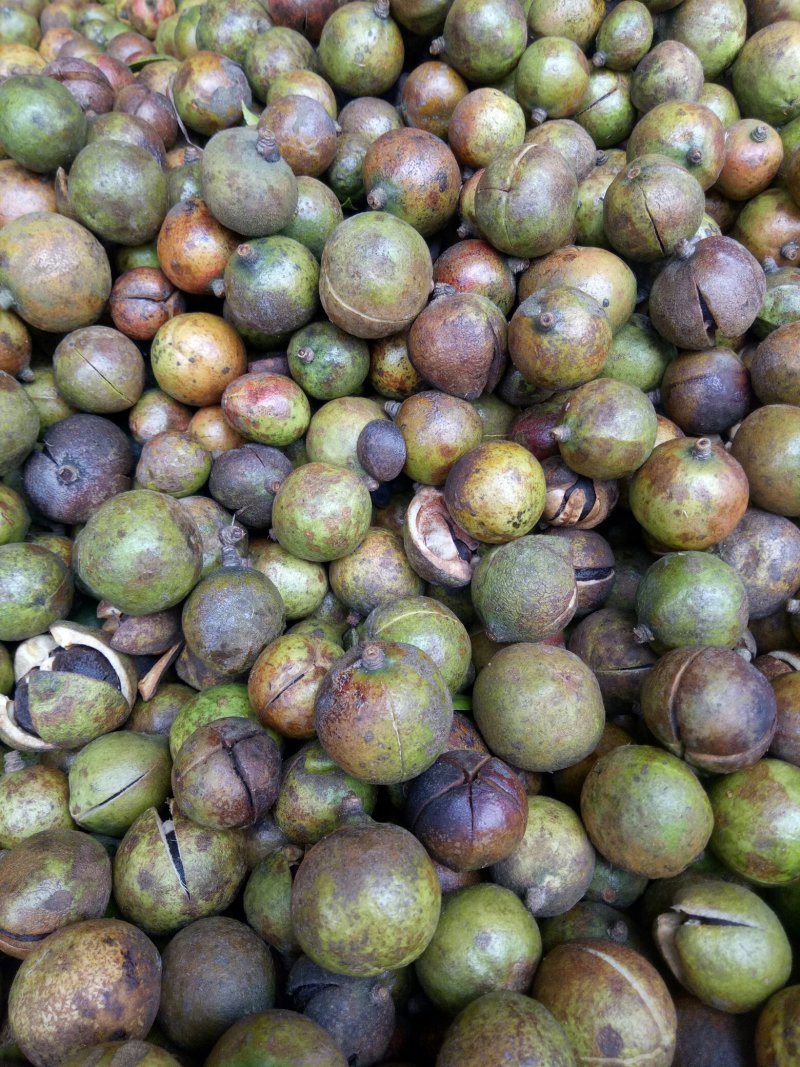 油茶果油茶籽油茶油山茶果山茶籽山茶油