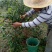 油茶果油茶籽油茶油山茶果山茶籽山茶油