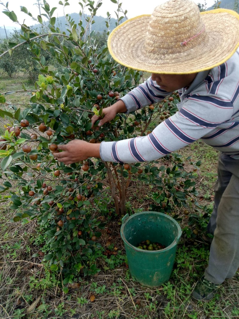 油茶果油茶籽油茶油山茶果山茶籽山茶油