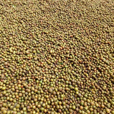 油茶果油茶籽油茶油山茶果山茶籽山茶油