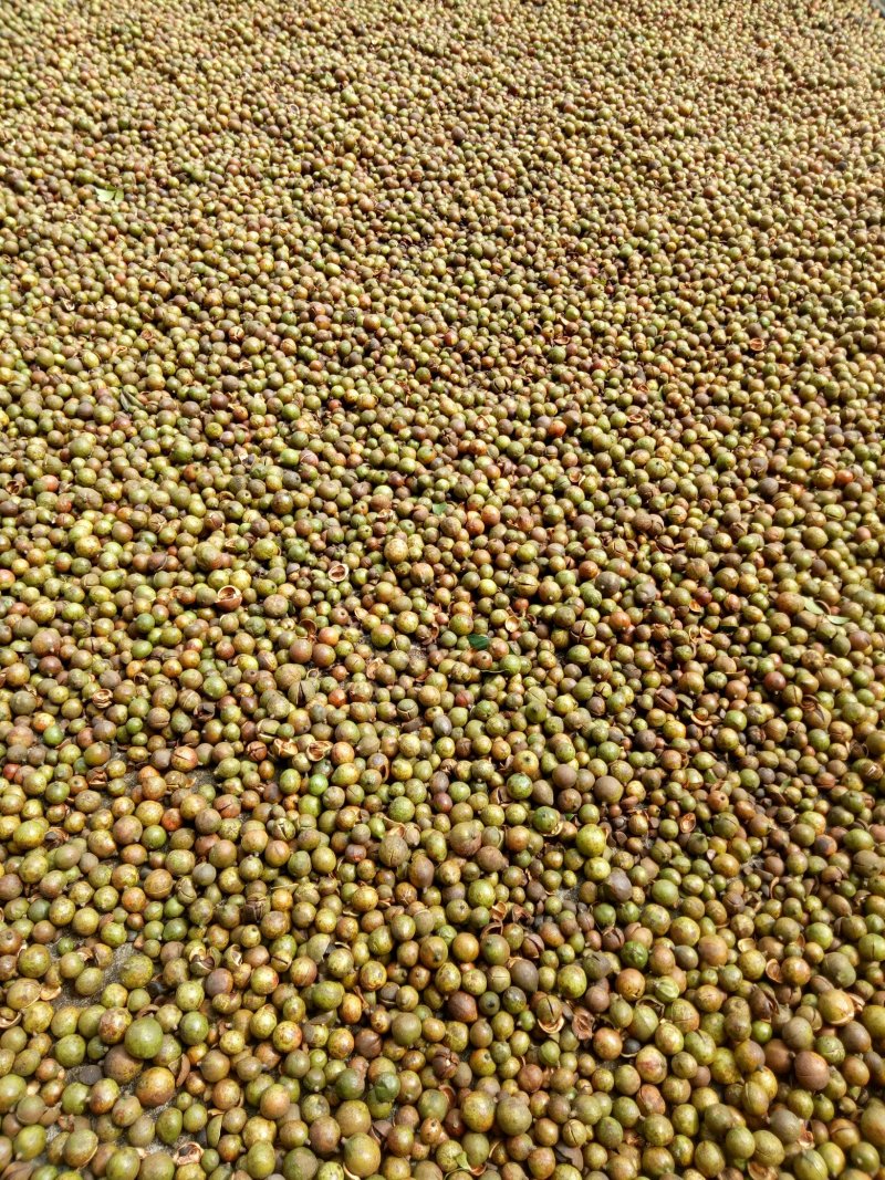 油茶果油茶籽油茶油山茶果山茶籽山茶油