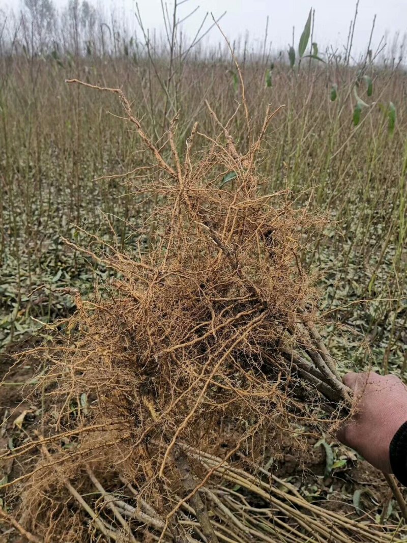 桃树苗，晚熟桃苗，早熟桃树苗产地直销
