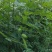 花椒苗，大红袍花椒苗基地直销