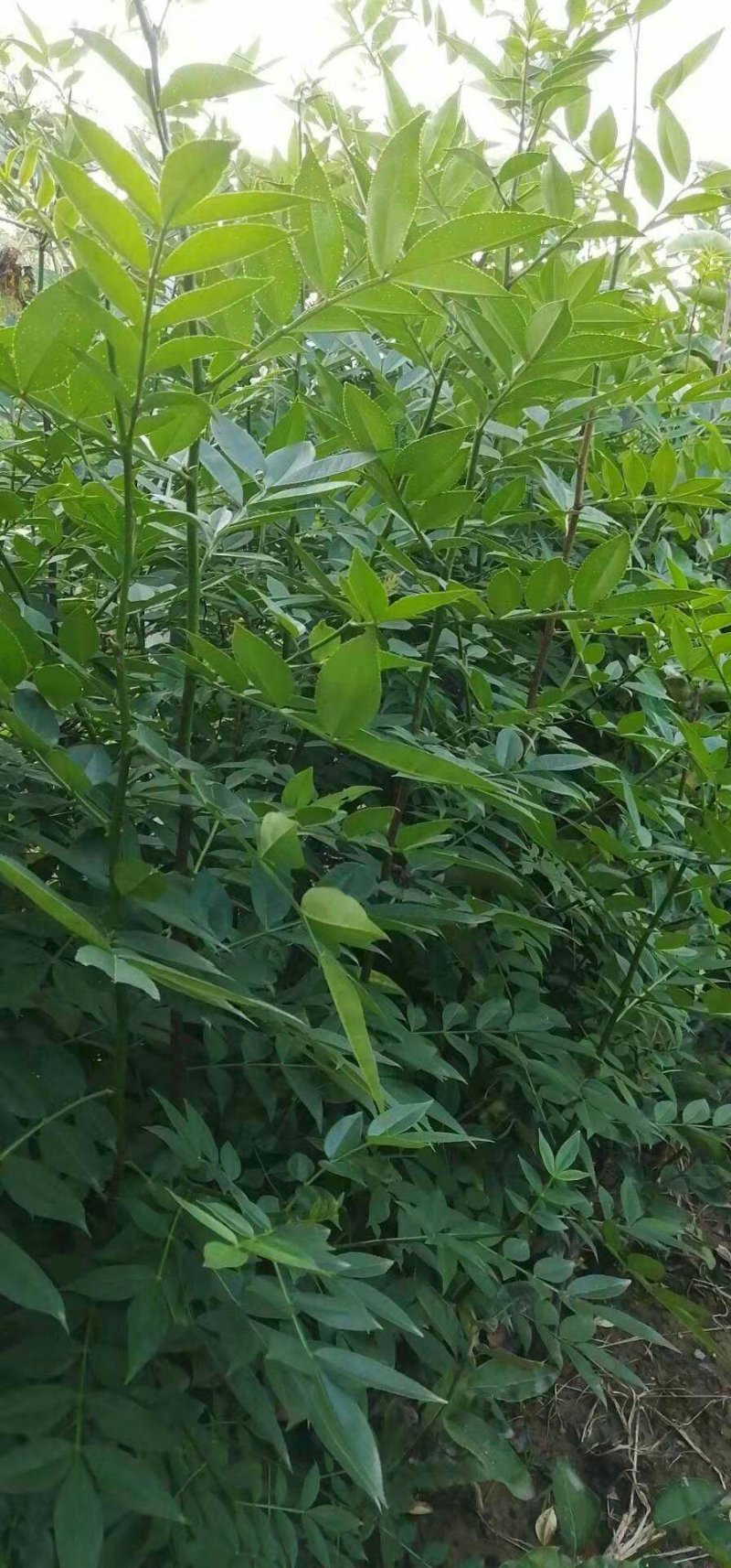 花椒苗，大红袍花椒苗基地直销