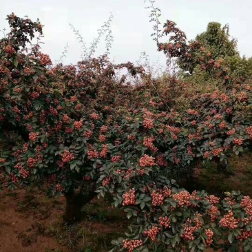 花椒苗，大红袍花椒苗基地直销