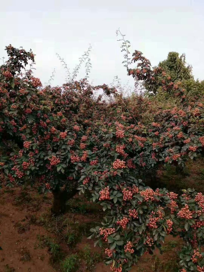 花椒苗，大红袍花椒苗基地直销