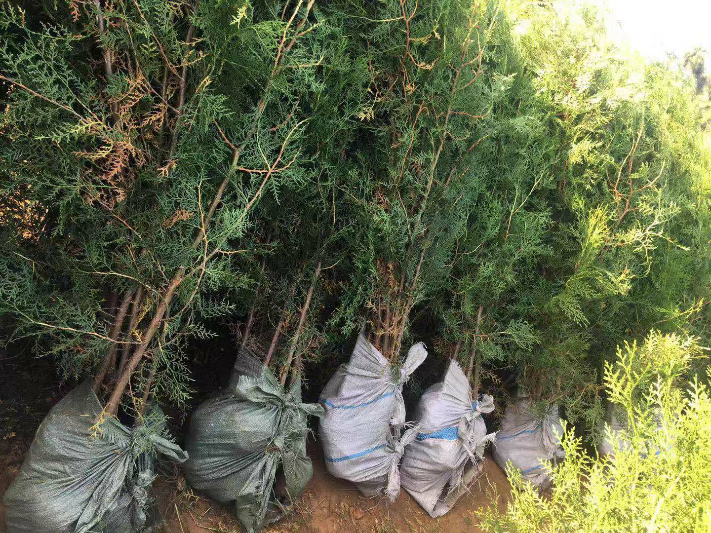 侧柏小苗在田间整齐排列,工人正在进行日常管理作业 侧柏小苗种植现场