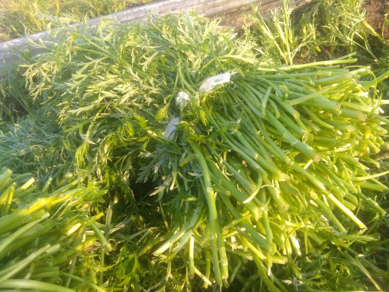 泥蒿