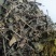 深山野生绞股蓝无硫正品绞股蓝茶无硫中药材