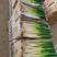 福建大葱，铁杆大葱，箱葱，网葱，支持各种包装