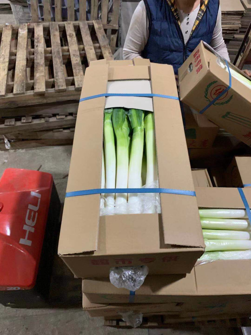 福建大葱，铁杆大葱，箱葱，网葱，支持各种包装