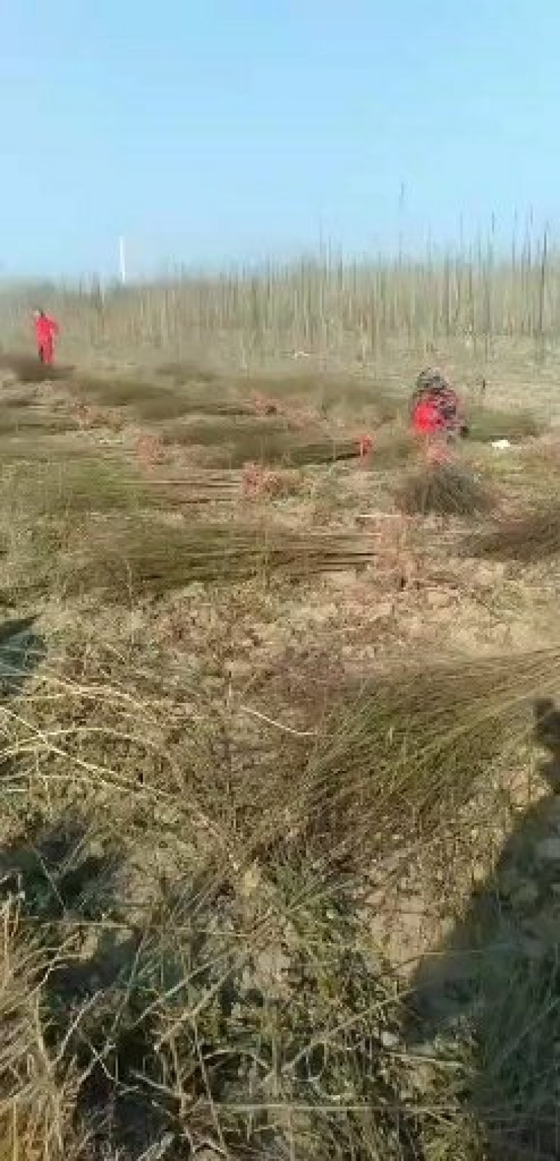 河南西华诚信家庭农场大量批发精品核桃苗。高一米至三米。