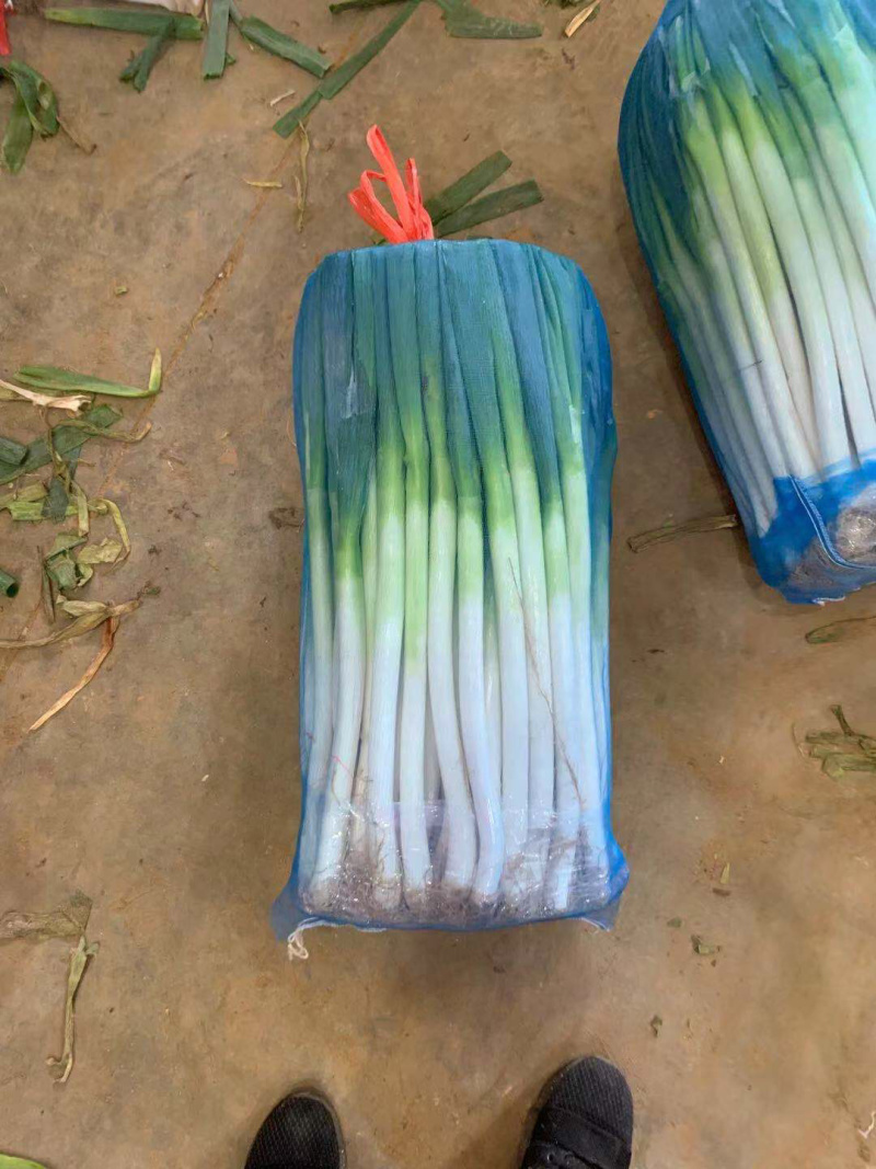 福建大葱，铁杆大葱，箱葱，网葱，支持各种包装