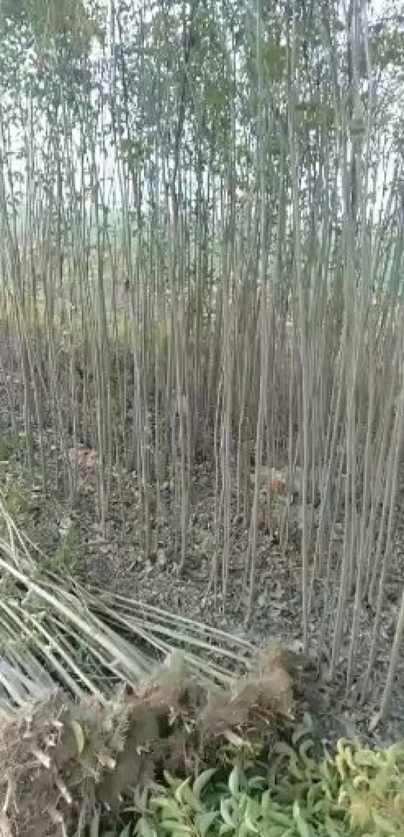 河南西华。大量批发樱桃苗。品种有红灯。几个品种。