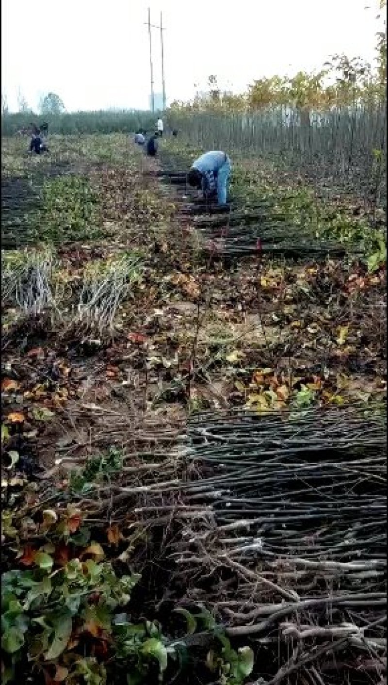 河南西华。大量批发樱桃苗。品种有红灯。几个品种。