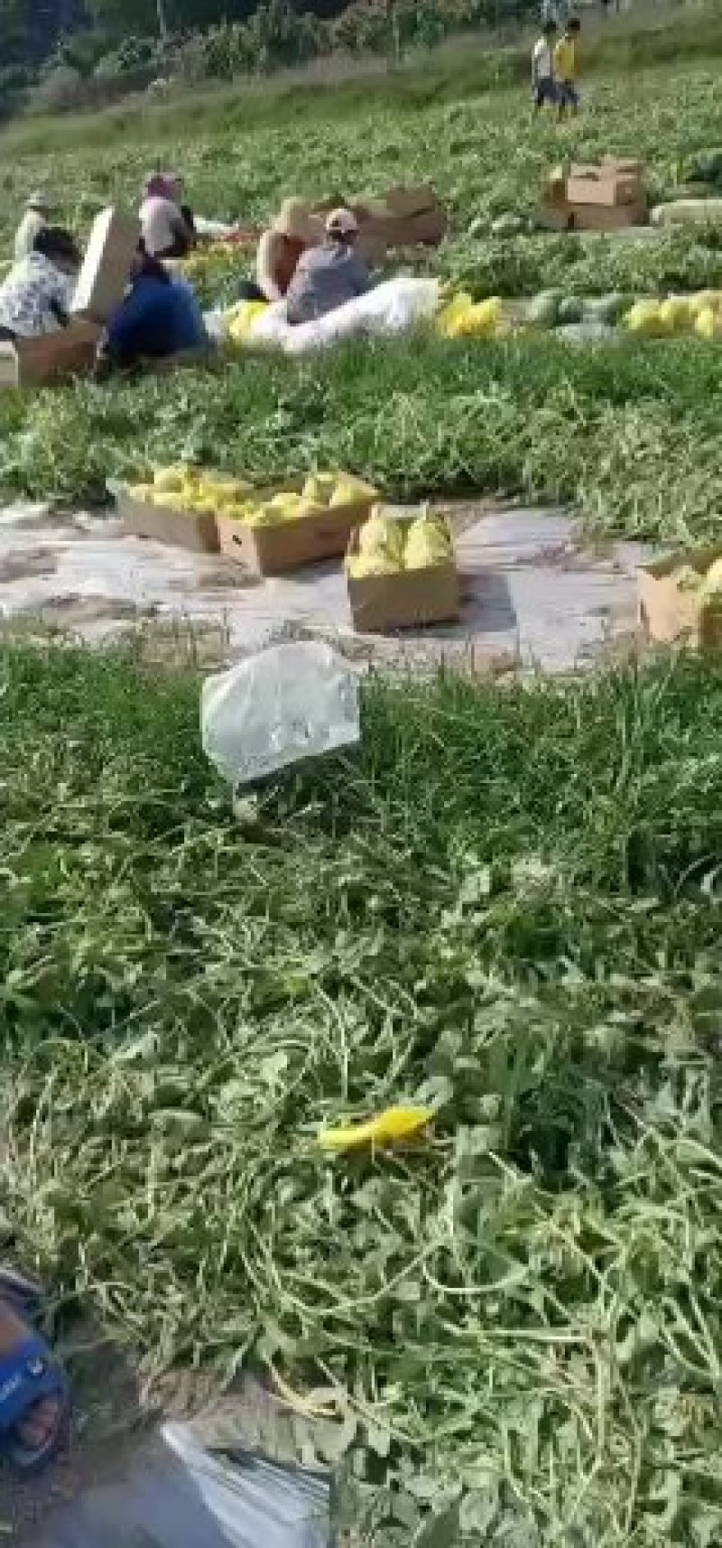 海南特小凤大量上市中，承接各大超市和平台，欢迎前来