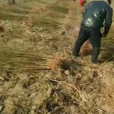 葡萄苗常年批发规格齐全。一年苗，两年苗。苗子好，质量好。
