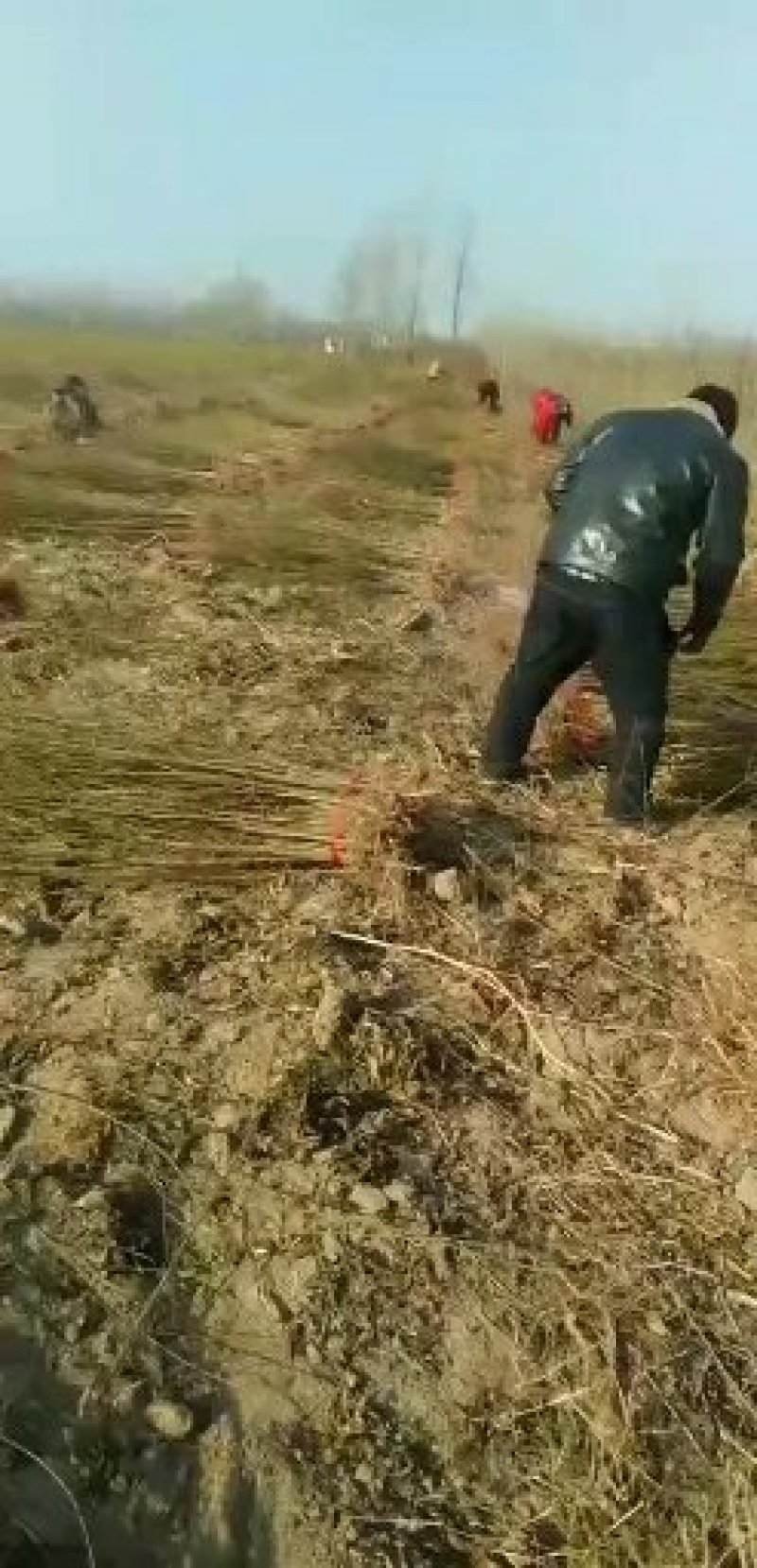 葡萄苗常年批发规格齐全。一年苗，两年苗。苗子好，质量好。