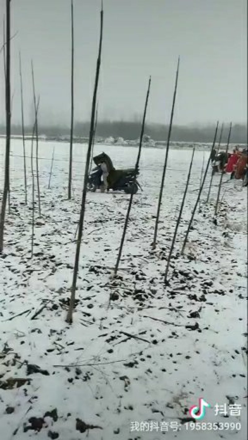 葡萄苗常年批发规格齐全。一年苗，两年苗。苗子好，质量好。