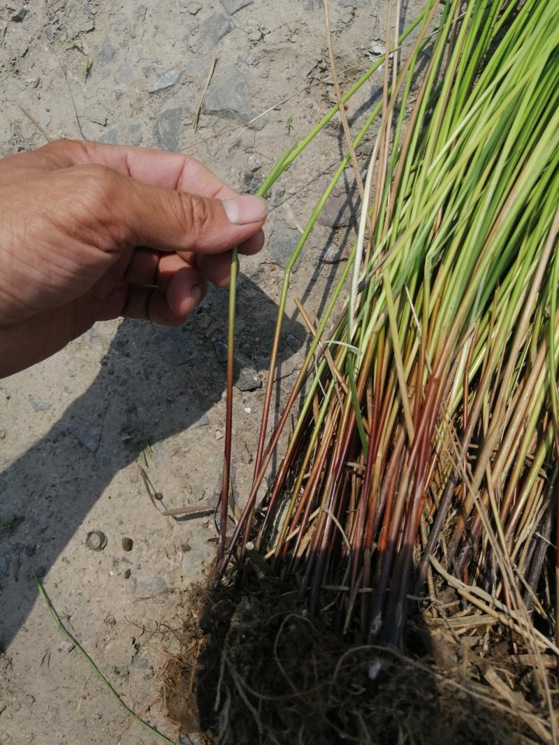 灯芯草灯心草水生植物观赏草基地直销