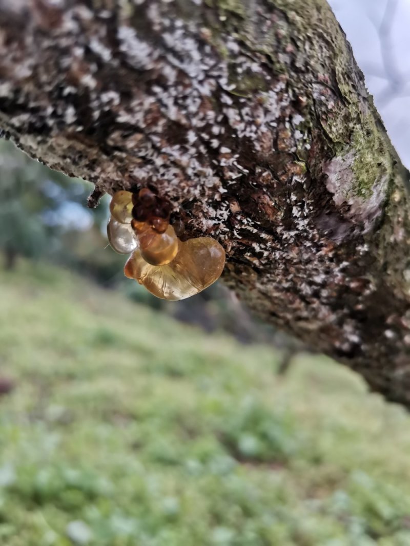 桃胶原料，冬季采摘