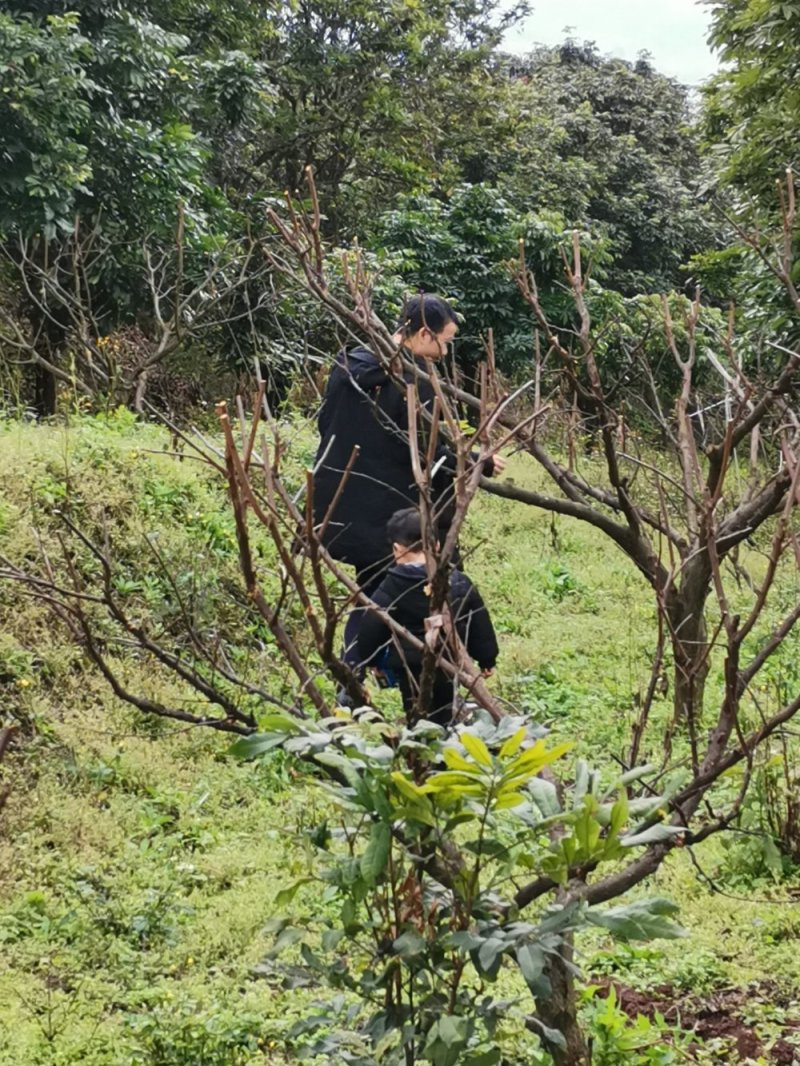 桃胶原料，冬季采摘