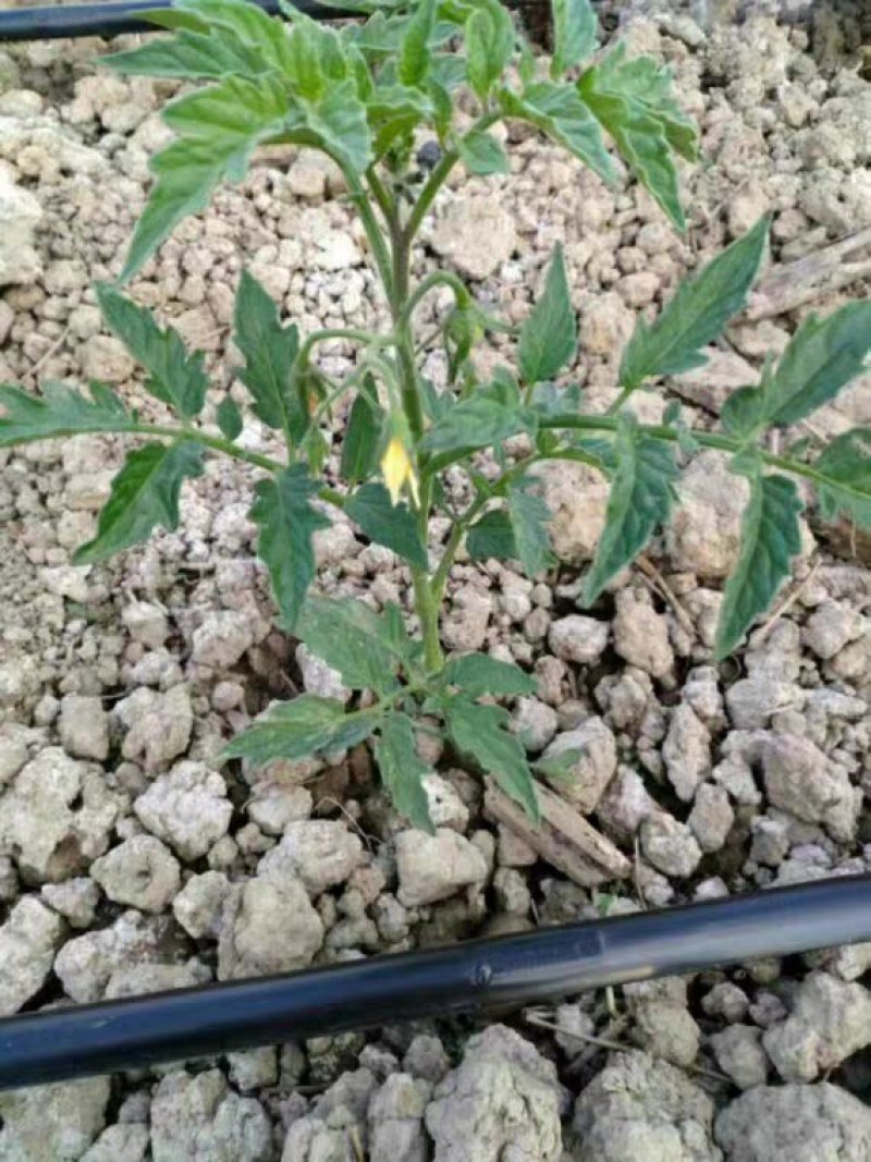 滴灌带农用水管滴灌带1寸喷灌滴管带